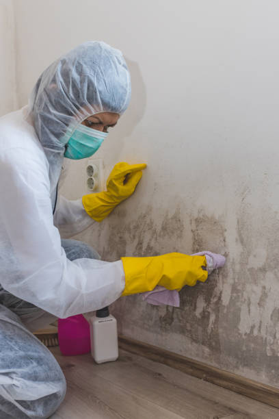 Trusted Pinehurst, NC Mold Removal Experts